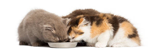 istock Higland straight and fold kittens eating from a bowl, isolated 455786975