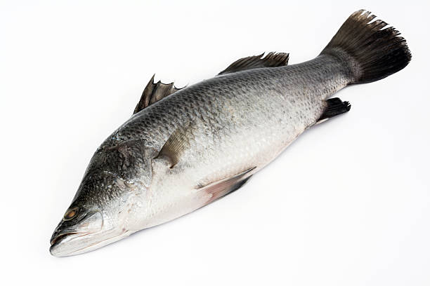 istock Sea bass isolated on white background 455787007