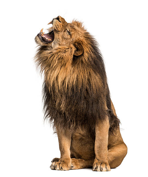 istock Lion roaring, sitting, Panthera Leo, 10 years old, isolated 455789719