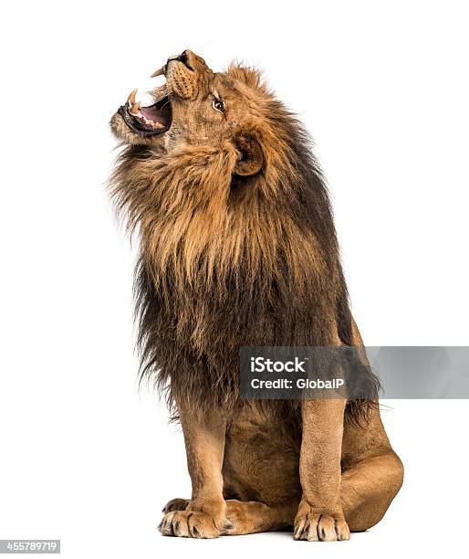 Lion Roaring Sitting Panthera Leo 10 Years Old Isolated Stock Photo - Download Image Now