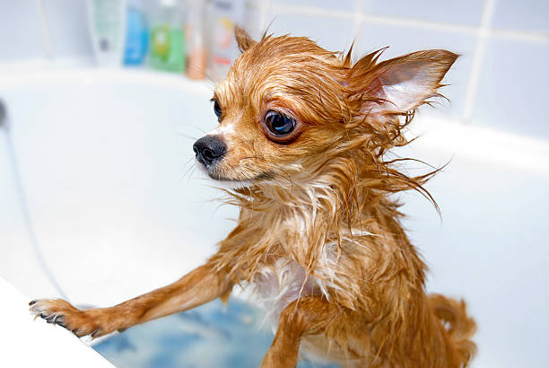 istock funny wet chihuahua dog 455789959