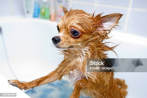 Engraçado Cão Chihuahua Molhado - Fotografias de stock e mais imagens de Animal - Animal, Animal Doméstico, Animal de Estimação