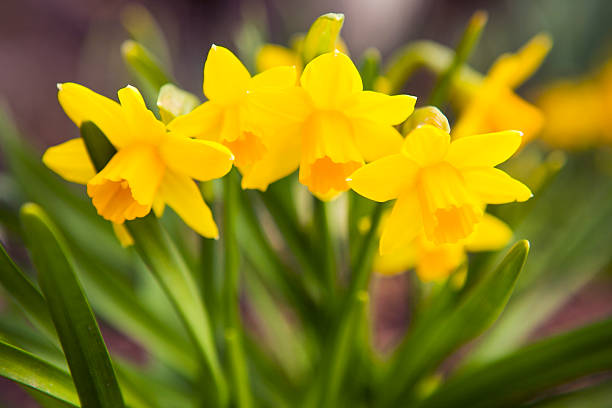 Primavera flores: Narcisos amarelos - foto de acervo