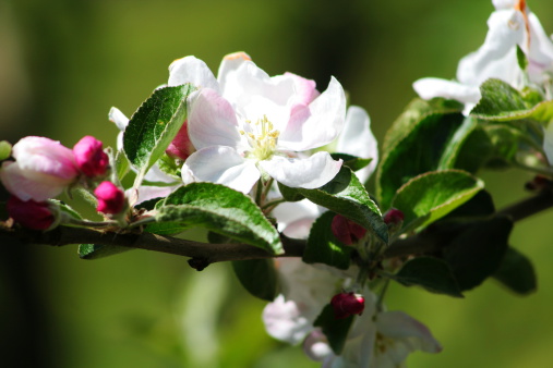 White flowers on apple tree in the spring.