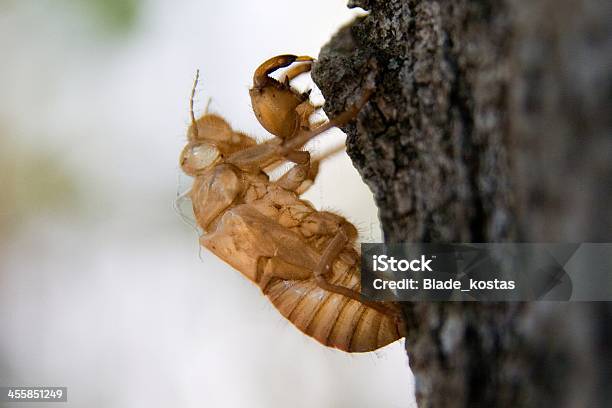 Cigarra Molt - Fotografias de stock e mais imagens de Animal - Animal, Animal morto, Assustador