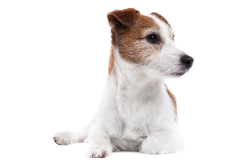 Close-up of a small white dog lying down isolated on white background