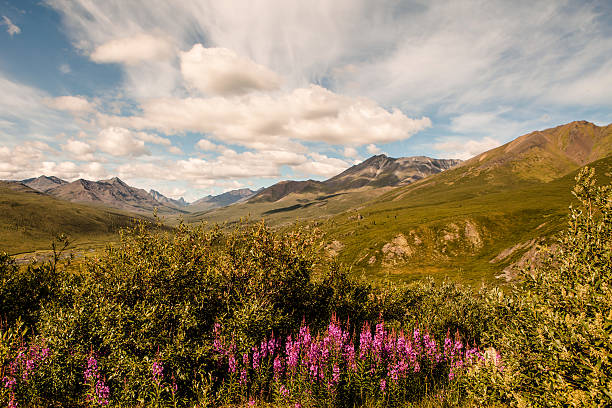 Yukon Summer July in Yukon Territory Canadian wilderness with fireweed blooming and puffy clouds over the mountains. flower mountain fireweed wildflower stock pictures, royalty-free photos & images