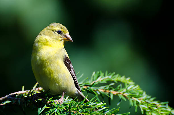 Female American Goldfinch Perched in an Evergreen
