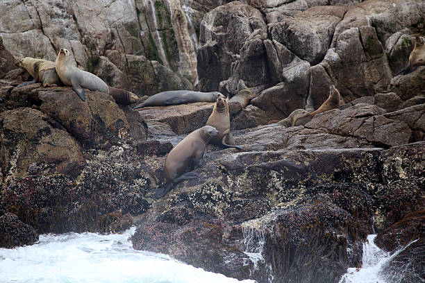 istock Steller sea lions 455903457