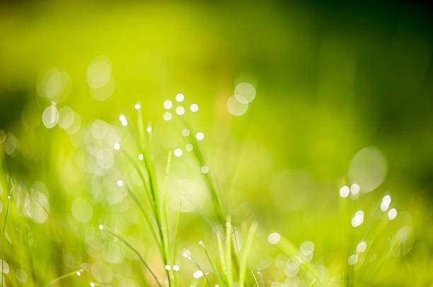 grama de fundo - leaf defocused dew focus on foreground - fotografias e filmes do acervo