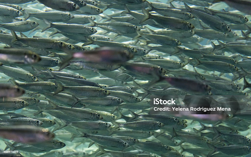Close up of a fish school under water In biology, any group of fish that stay together for social reasons are shoaling (pronounced /ËÊoÊlÉªÅ/), and if the group is swimming in the same direction in a coordinated manner, they are schooling Herring Stock Photo