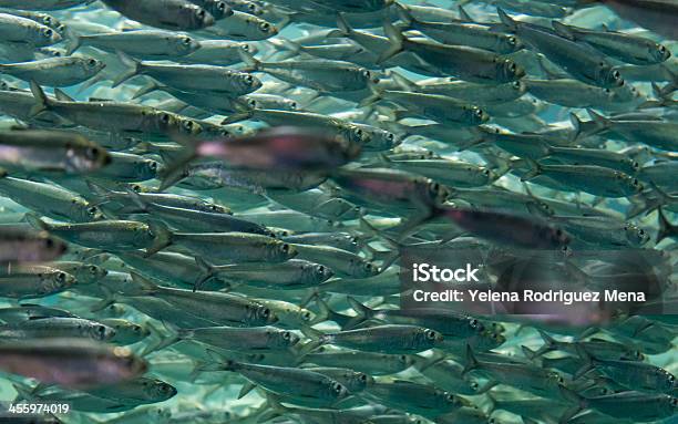 Close Up Of A Fish School Under Water Stock Photo - Download Image Now - Herring, School of Fish, Pacific Ocean