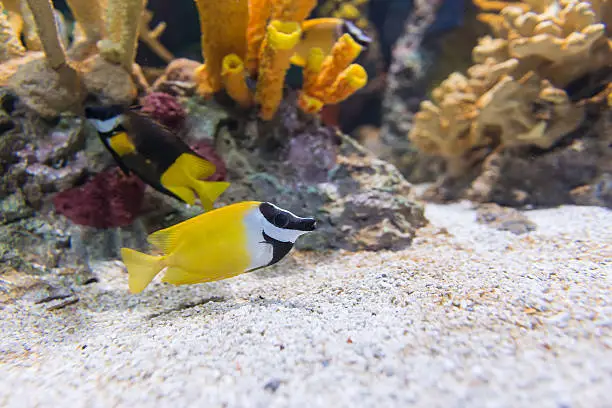 Photo of Foxface rabbitfish or siganus vulpinus.