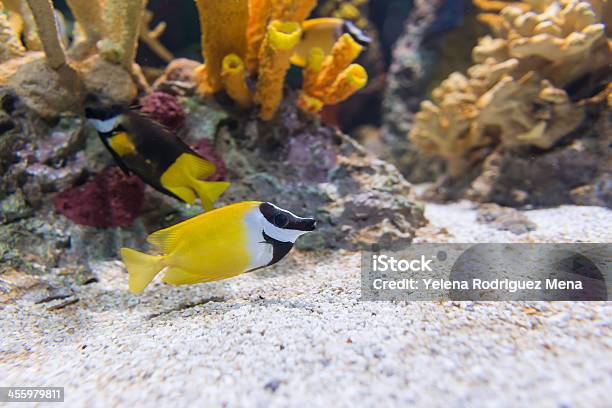 Foto de Foxface Rabbitfish Ou Siganus Vulpinus e mais fotos de stock de Adulação - Adulação, Amarelo, Animal
