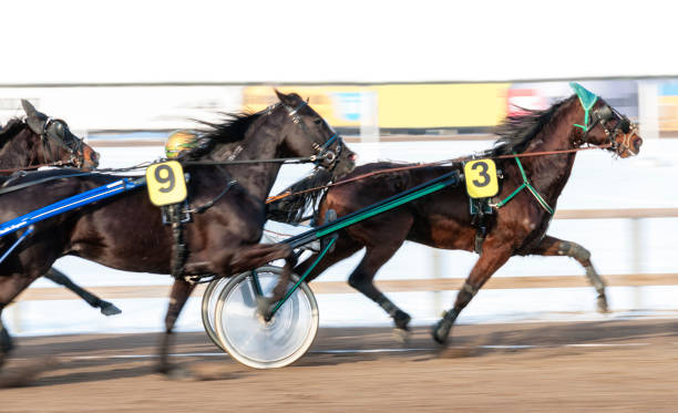 Swedish trotters racing in winter time.