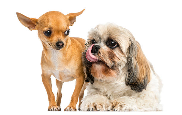 Shih Tzu looking with desire at a Chihuahua, isolated