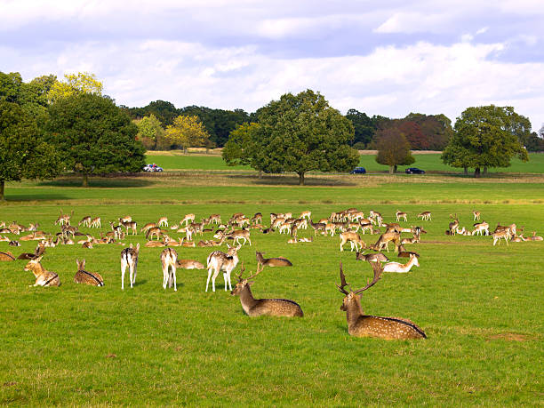 richmond park - richmond park photos et images de collection