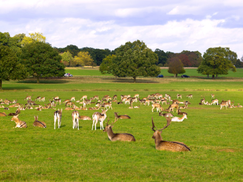 Deer in Richmond Park, which in south-west London, UK.