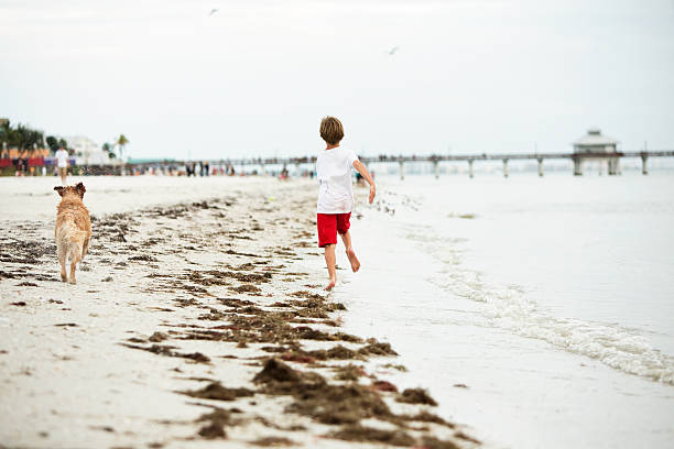 Boy Running on Ocean Beach with Golden Retriever Dog A nine year old boy is running on Ft. Myer's Beach along side a Golden Retriever Dog. Shot on an overcast day, Ft. Myer's Pier and blurred people are in the background, there is seaweed on the shore and two blurred seagulls in the sky. fort meyers beach stock pictures, royalty-free photos & images