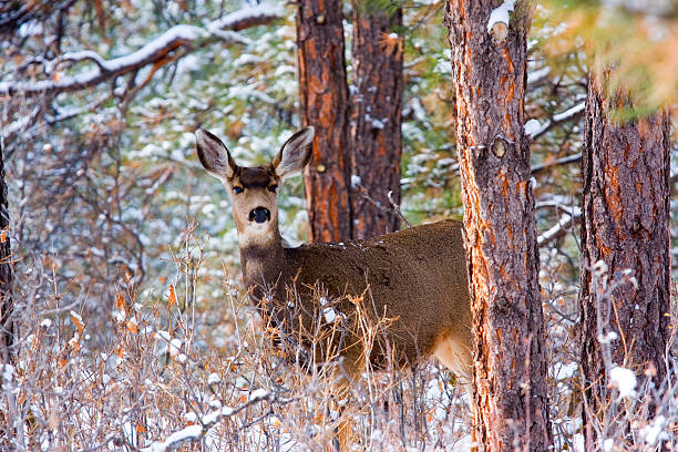 istock Colorado Mule Deer in the Wintertime Snow 455986589