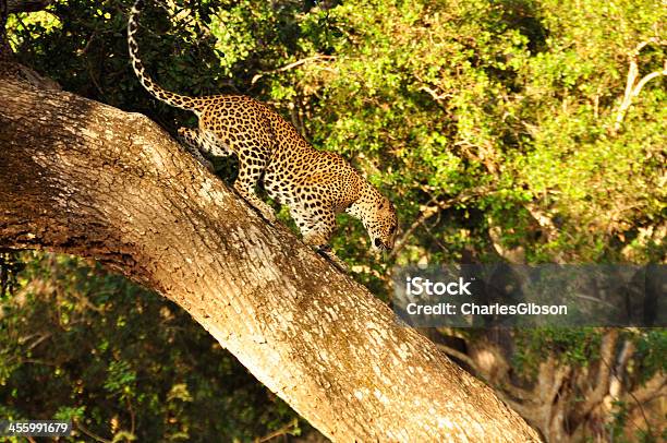 Leopard Sri Lanka - Fotografie stock e altre immagini di Animale - Animale, Asia, Biologia