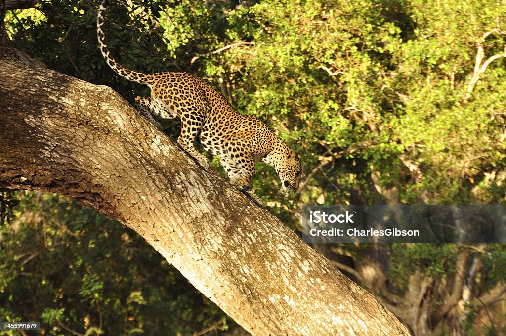 Leopardo, Panthera pardus (Sri Lanka kotiya) - Royalty-free Alimentar-se de Carne Foto de stock