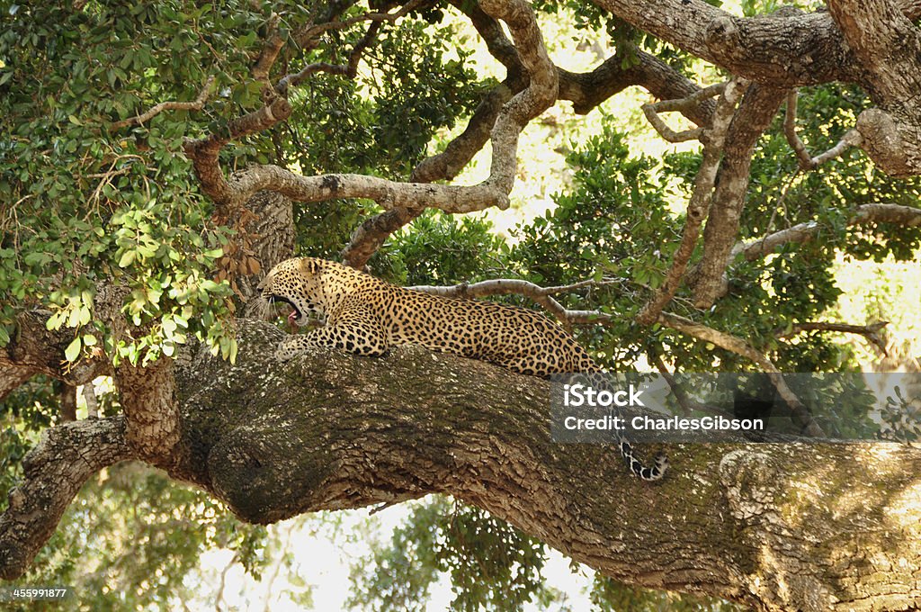 Léopard, Panthera pardus (Sri-lankaise kotiya) - Photo de Asie libre de droits