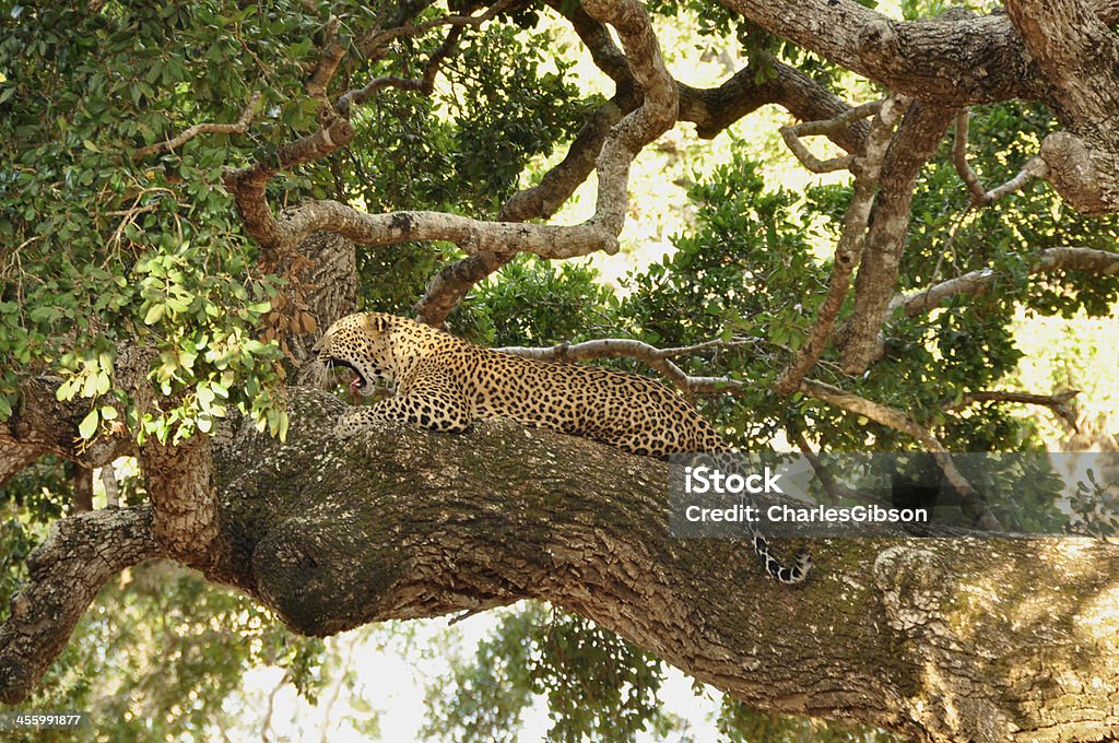 Lampart, Sri Lanki (Panthera pardus kotiya) - Zbiór zdjęć royalty-free (Azja)