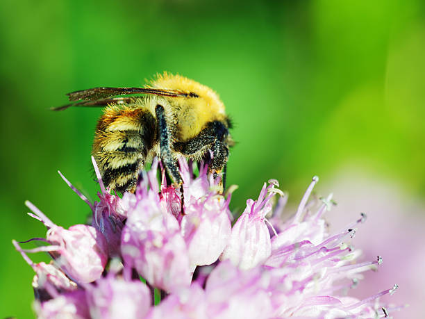 istock Macro shot of honey bee on blue flower. 456007489