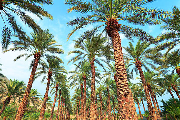 istock Date palm plantation near Dead Sea 456008367
