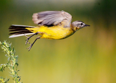 ZHeltaya wagtail sits on branch and sings canto