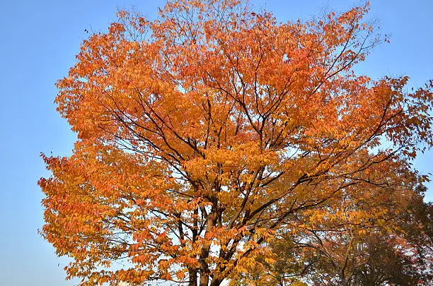 Autumnal-leaves tree 