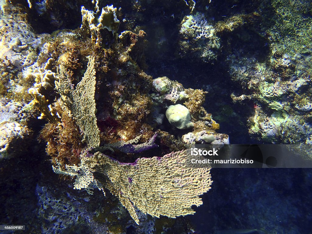 Mar do Caribe - Foto de stock de Alga marinha royalty-free