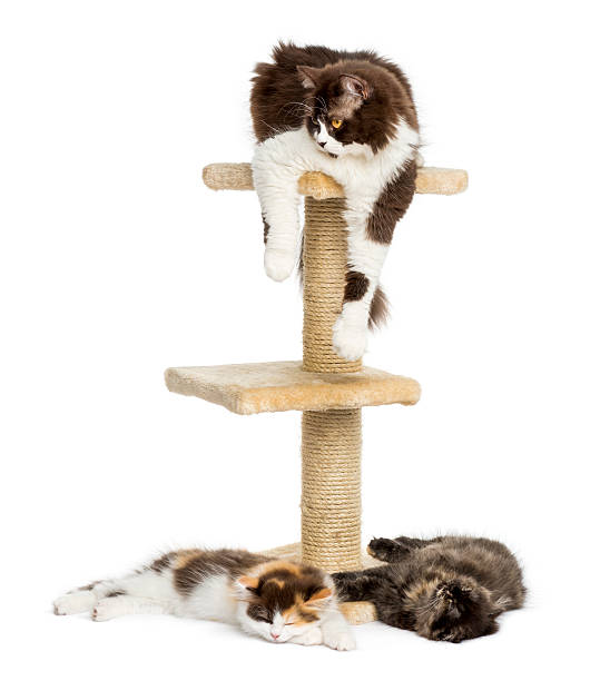 istock Cats lying around and on a cat tree, isolated 456009201