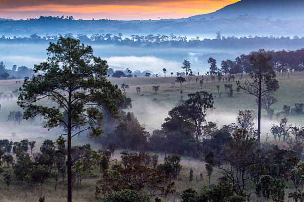 istock forest and fog in the morning 456010299