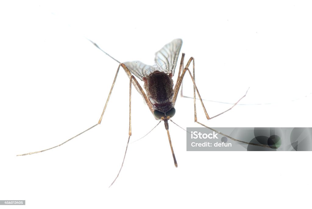 mosquito mosquito bug isolated on white Aedes Mosquito Stock Photo