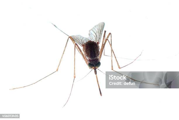 Mosquito Stock Photo - Download Image Now - Aedes Mosquito, Aggression, Animal Body Part