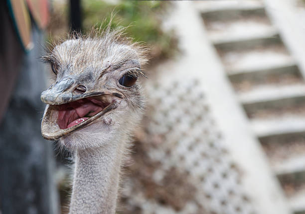 istock Close up of ostrich 456013607