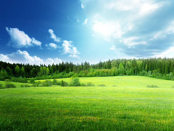 istock field of grass and perfect sky 456013879