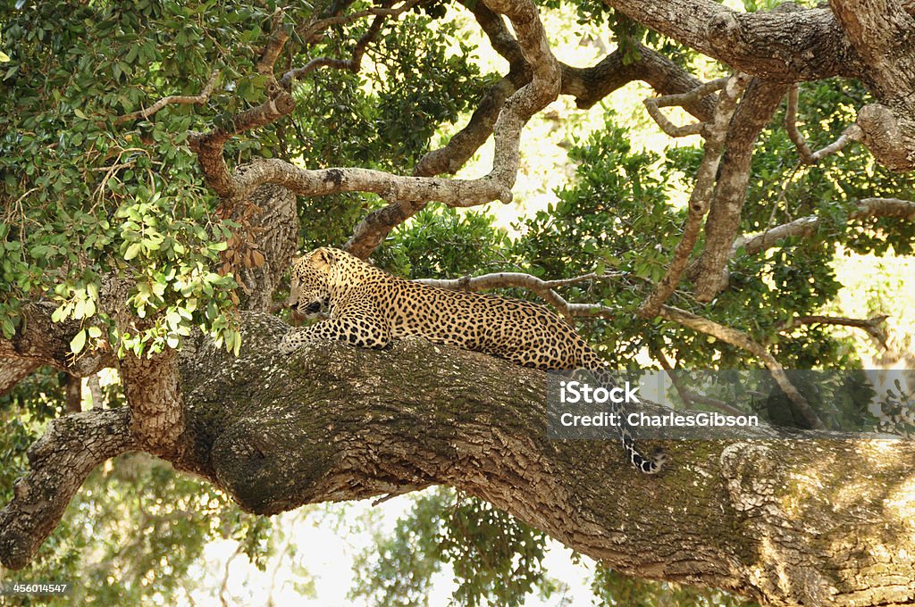 Leopardo, Sri Lanka (Panthera pardus kotiya) - Foto de stock de Alimentando-se de Carniça royalty-free