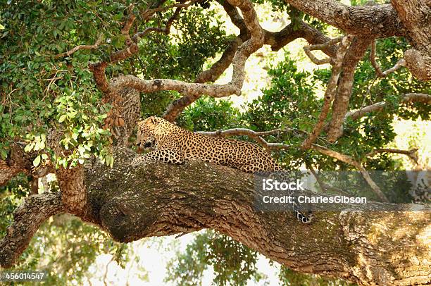 Foto de Leopardo Sri Lanka e mais fotos de stock de Alimentando-se de Carniça - Alimentando-se de Carniça, Animais caçando, Animal