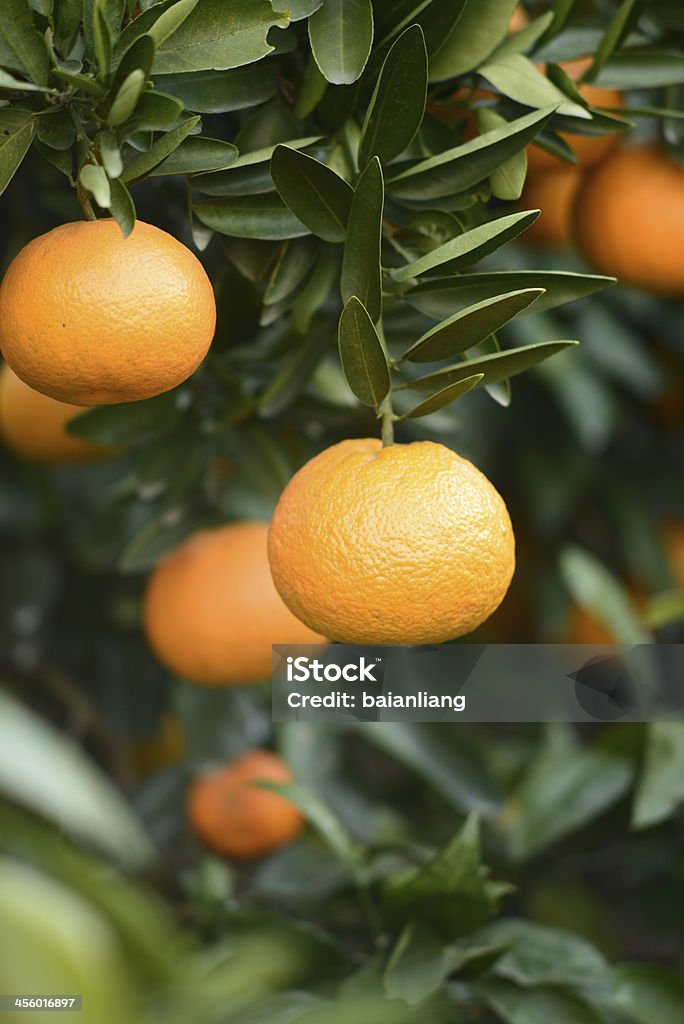 Спелый Апельсин на дерево - Стоковые фото Апельсин роялти-фри