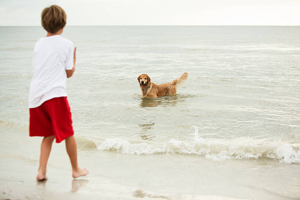 istock Boy Playing with Golden Retriever Dog on Ocean Beach 456016931