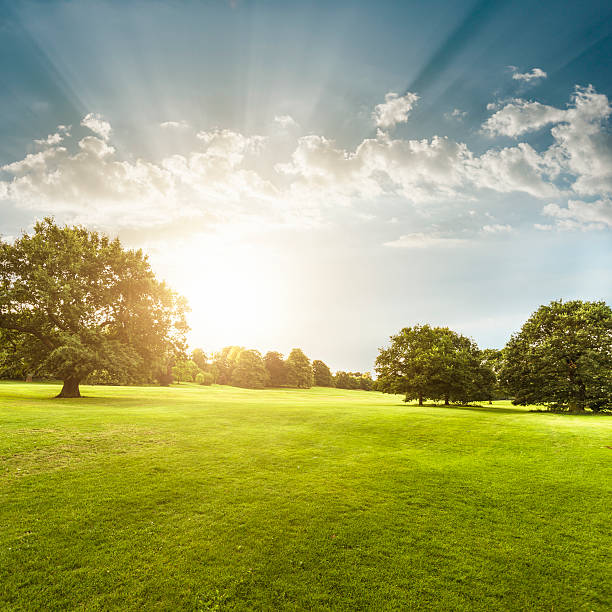 sommer-park in derbyshire - golf landscape golf course tree stock-fotos und bilder