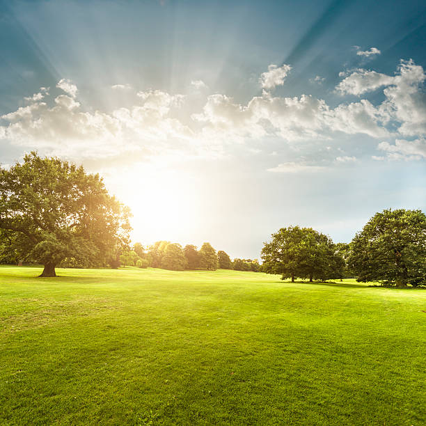 parco estivo nel derbyshire - golf landscape golf course tree foto e immagini stock