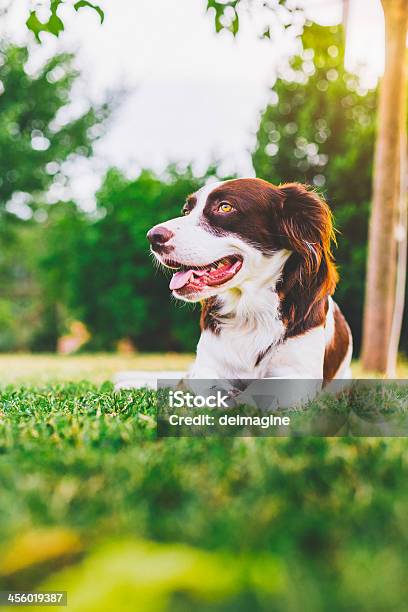 Setter Cachorro Cão De Caça - Fotografias de stock e mais imagens de Animal - Animal, Animal Doméstico, Animal de Estimação