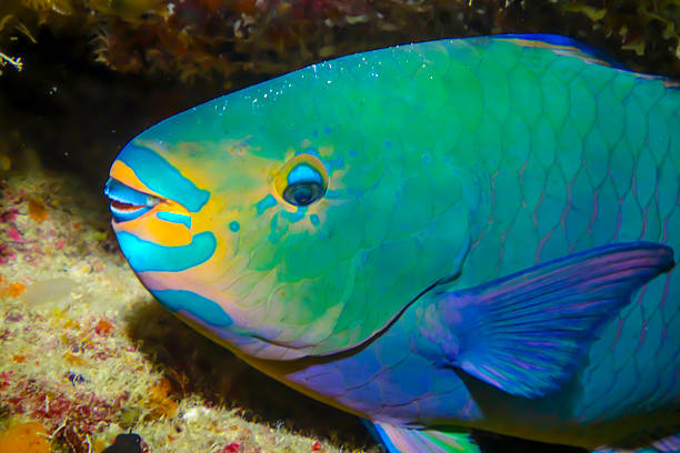 Sleepy parrot fish Night time fish hiding in underwater cave parrot fish stock pictures, royalty-free photos & images