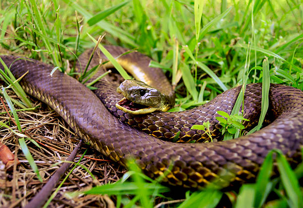 serpente in erba - snake biting animal mouth fang foto e immagini stock