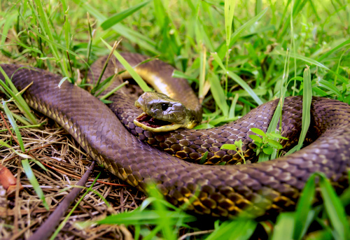 Aggressive tiger snake in Australia