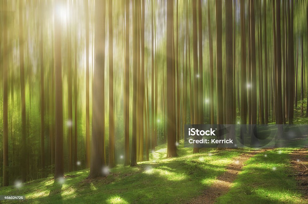 Märchen Wald mit sunray - Lizenzfrei Baum Stock-Foto